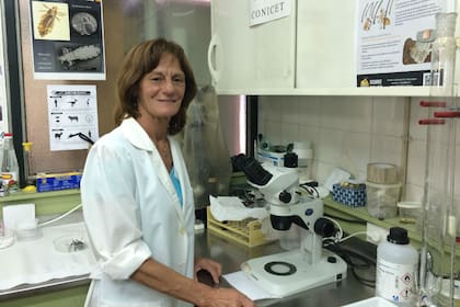 Picollo estudia a los piojos en su laboratorio de provincia de Buenos Aires desde hace 20 años