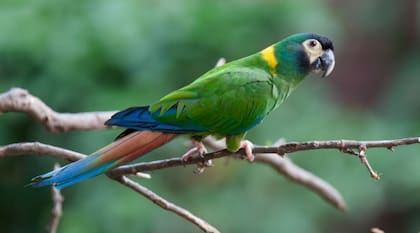 Piden soluciones para afrontar la sobrepoblación de los loros en el Parque de Mayo