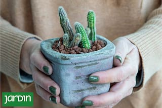 Para qué sirven las piedritas en cactus y suculentas, cuáles usar y cómo colocarlas correctamente