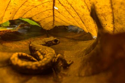 Piel de otoño,San Bartolomeo, Italia. Autor: Emanuele Biggi | Genova, Italia