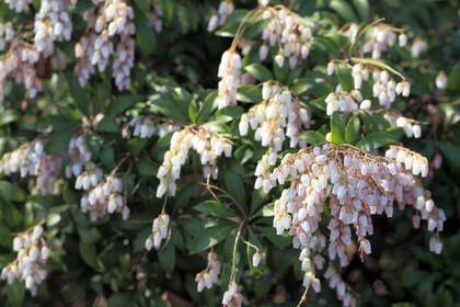 Pieris japonica es un arbusto de flores blancas o rosadas que florece en los meses más fríos