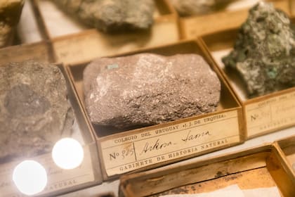 Pieza del Museo de Historia Natural Pablo Lorentz reinaugurado el 27 de julio de 2024.