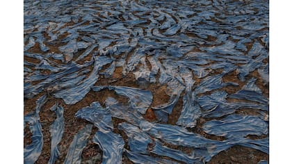 Piezas de cuero teñidas secas cerca de las orillas del río Ganges en Kanpur