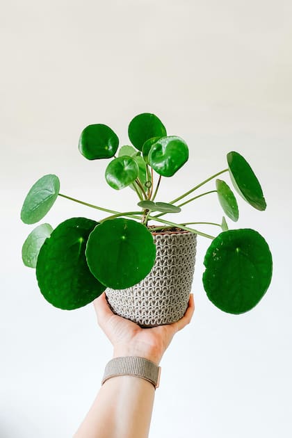 Pilea peperomioides, la planta perfecta que parece diseñadas por un algoritmo