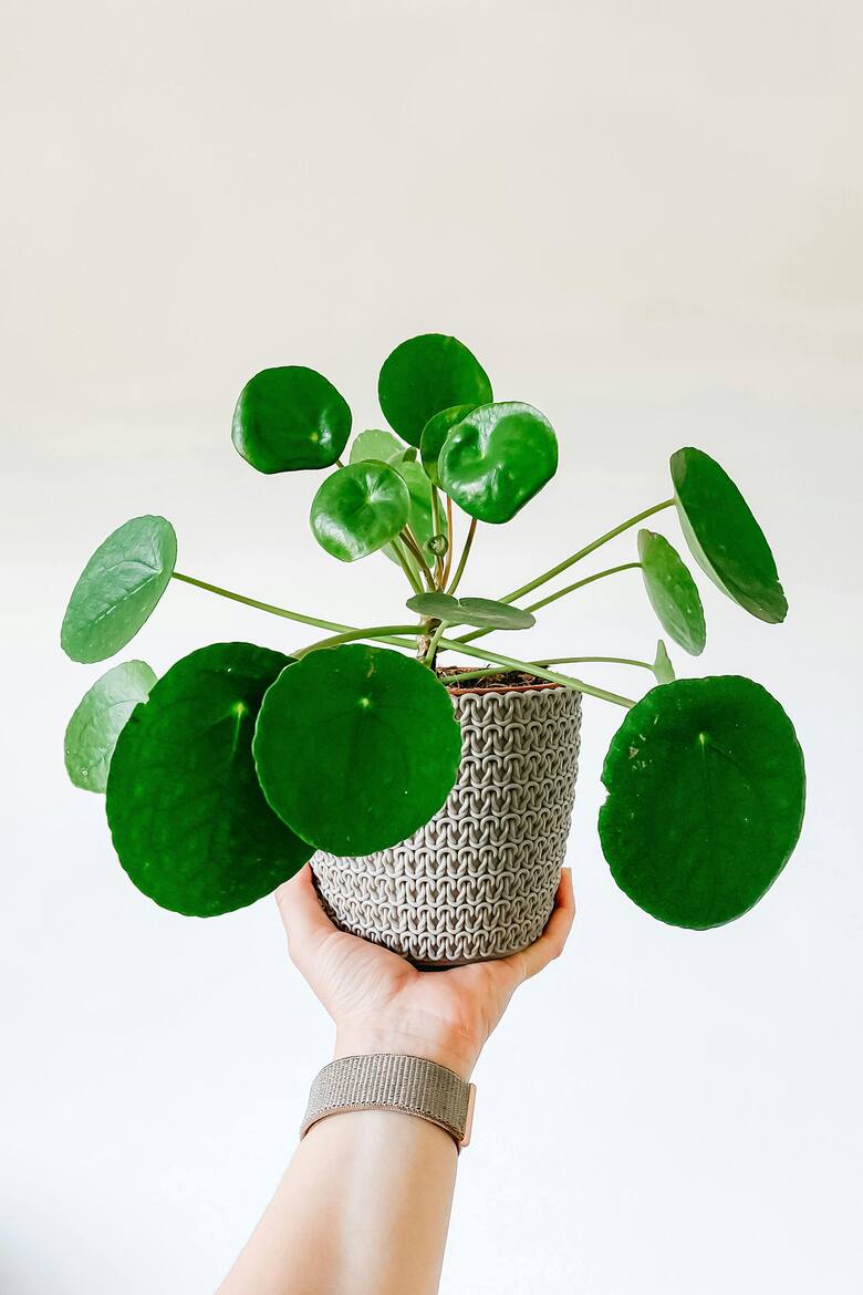 Pilea peperomioides