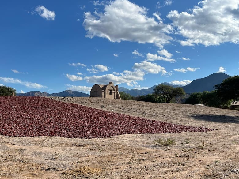 De Payogasta a Angastaco: la ruta del pimentón en Salta