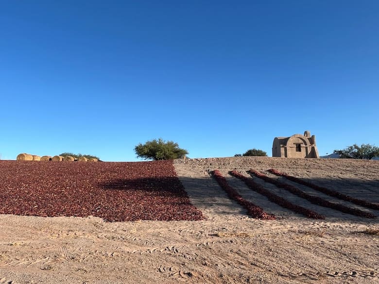 De Payogasta a Angastaco: la ruta del pimentón en Salta