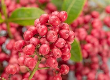 Pimienta rosa