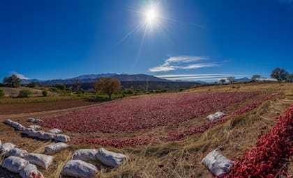 Pimientos embolsados listos para la molienda en los altos valles calchaquíes de Salta.