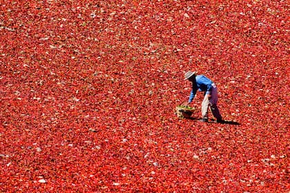 Pimientos secando al sol, en los Valles Calchaquíes.