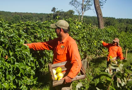 Pindó tiene cuatro hectáreas de maracuyá y recibe la producción de otros 14 productores de la zona