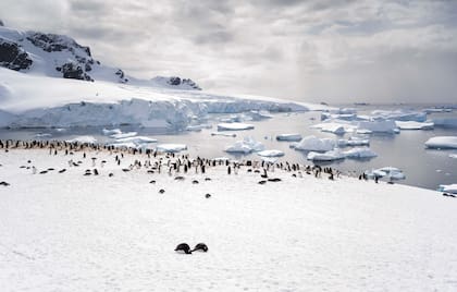 Pingüinera de Papúas, en la Bahía de la Isla Cuverville.