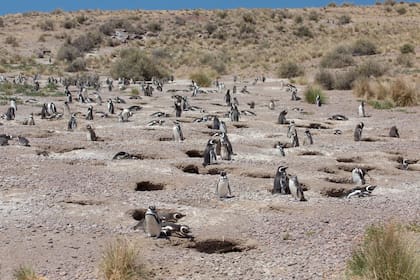 Pingüinera de Punta Tombo.