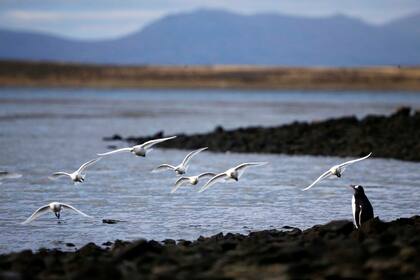 Pingüinera en Goose Greene, en las Islas Malvinas