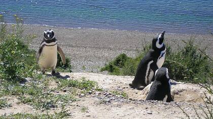 Pingüinera Punta Tombo