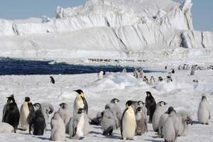 Sorpresa: hallan once nuevas colonias de pingüinos emperadores en la Antártida