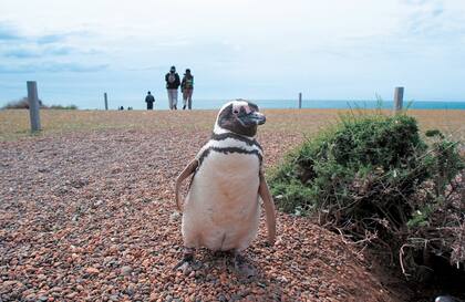 Pingüino de Magallanes. Chubut.