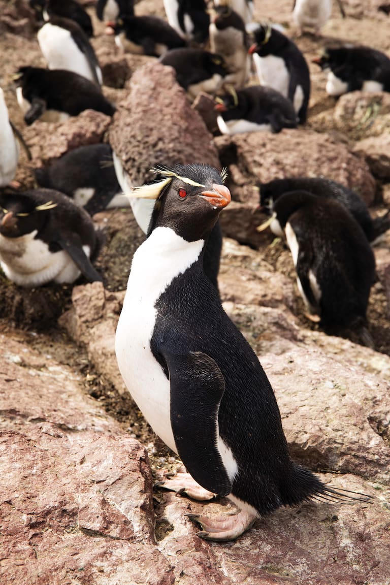 Pingüino de penacho amarillo, emblema del PN Isla Pingüino. Foto: Guadalupe Faraj.