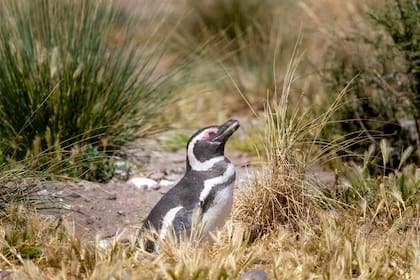 Pingüino en Cabo Dos Bahías.