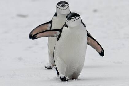 Pingüinos de barbijo (Pygoscelis antarcticus).