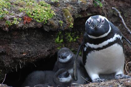 Pingüinos de Magallanes hallados en Isla de los Estados, al este de Tierra del Fuego.