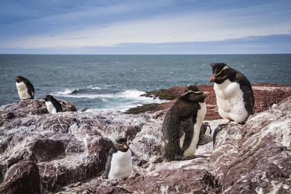 Pingüinos de penacho amarillo.