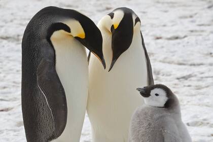 Pingüinos emperador adultos con un polluelo.