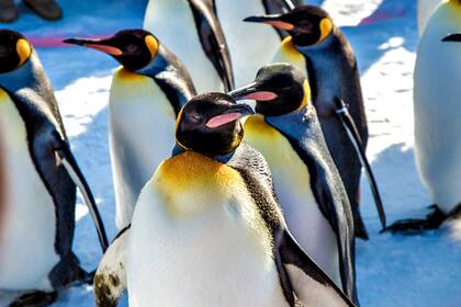 Pingüinos emperadores en su hábitat 