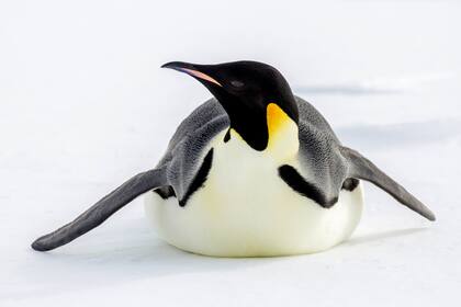 Pingüinos emperadores en su hábitat