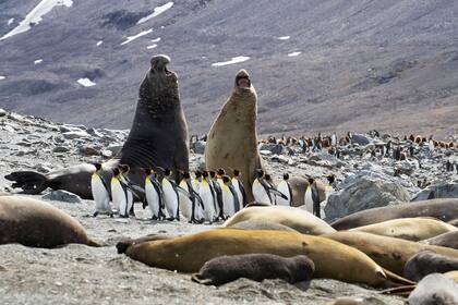 Pingüinos emperadores entre los elefantes marinos de cuatro toneladas que pelean por un harén de hembras 