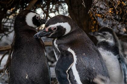 Pinguinos en Bahia Bustamante