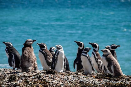 Pingüinos en estancia El Pedral, Punta Ninfas.