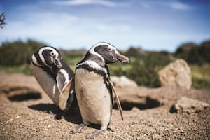 Pingüinos en la reserva de Punta Tombo