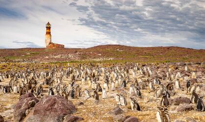 Pingüinos magallánicos en la Isla Pingüino. El sito es Parque Nacional.