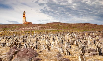 Pingüinos magallánicos en la Isla Pingüino. El sito es Parque Nacional.