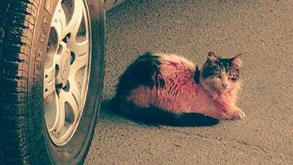 Pinky, la gata rescatada