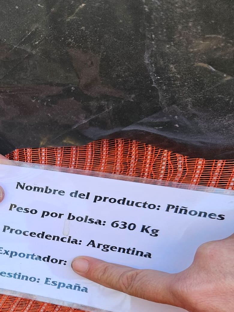 El pino piñonero de la Costa Atlántica que conquista Europa a 100 euros el kilo