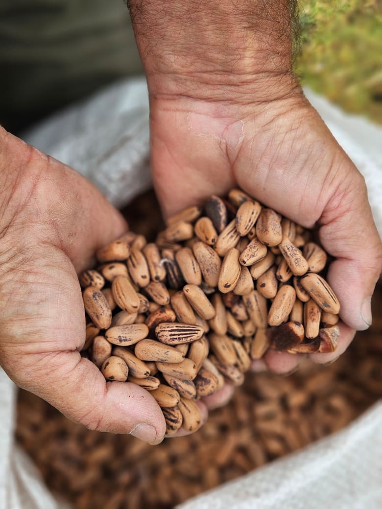 El pino piñonero de la Costa Atlántica que conquista Europa a 100 euros el kilo