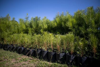 Pinos marítimos de un año, en el frente, y de dos y tres años, atrás