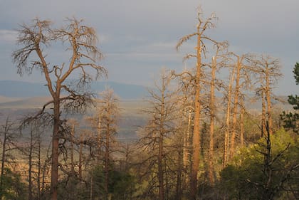 Pinos ponderosa muertos en las montañas Jemez, en Nuevo México; como gran parte del suroeste de Estados Unidos, la zona sufrió una megasequía