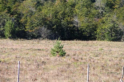 Pinos que invaden un terreno y se recuperan luego del incendio.