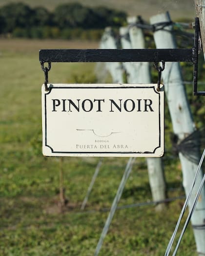 Pinot Noir es una de las cepas que mejor se ha dado en los suelos de Balcarce.