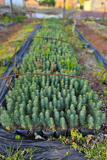 Pinus pinea en crecimiento