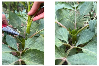 Pinzado: un recurso efectivo para lograr una mayor floración