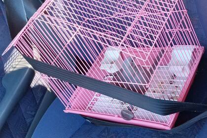 Pío viaja con cinturón de seguridad.