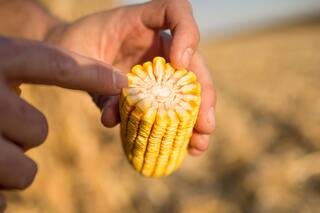 Claves para cuidar el cultivo de soja de las malezas