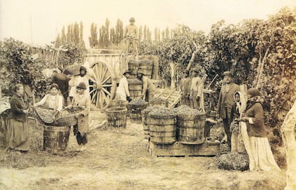 Pioneros de la vitivinicultura.
