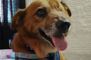 Pirata tuvo una familia, no recibió las mejores condiciones de vida y esto le produjo un deterioro en su salud