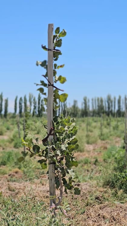 Pistacho - AgroFides