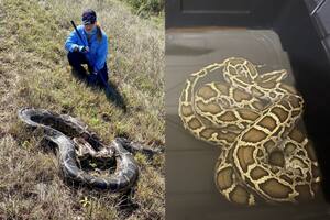 Pitón birmana sumergida en un contenedor con agua para simular su entorno y llevar a cabo el análisis de ADN ambiental. (Universidad de Florida)